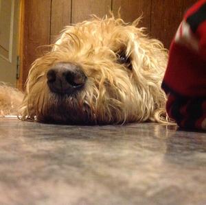 Unknown Breed