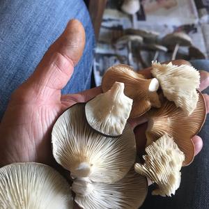 Oyster Mushroom