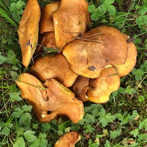 Dotted-stalk Bolete