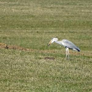 Grey Heron