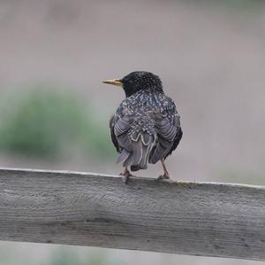 Common Starling