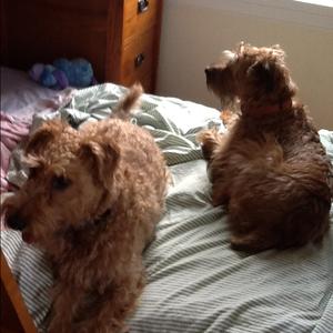 Irish Terrier