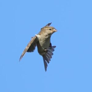 House Sparrow