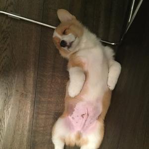 Welsh Corgi (Pembroke)