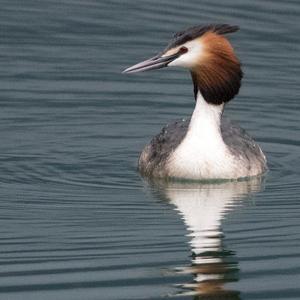 Great Crested Grebe