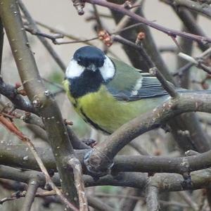 Great Tit