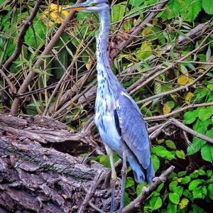 Grey Heron