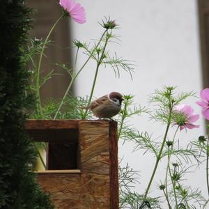 Eurasian Tree Sparrow