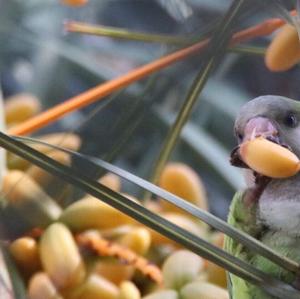 Monk Parakeet