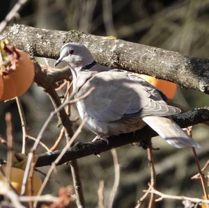 Eurasian Collared-dove