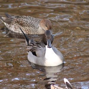 Northern Pintail