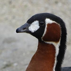 Red-breasted Goose