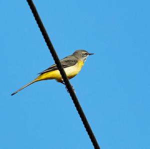 Grey Wagtail