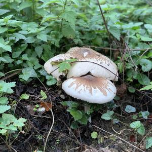 Parasol Mushroom