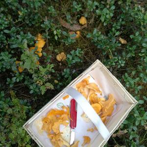 Chanterelle, Common