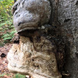 Tinder Polypore