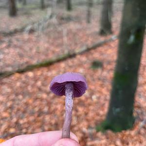 Amethystblauer Lacktrichterling