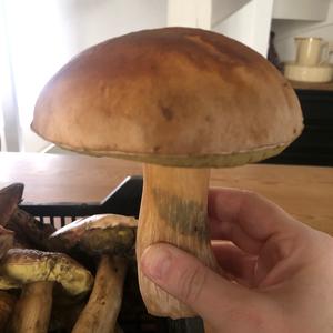 King Bolete