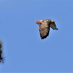 Red-tailed Hawk