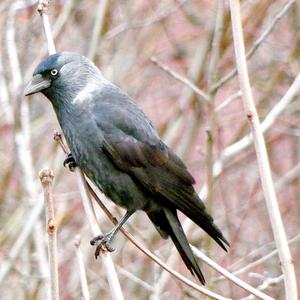 Eurasian Jackdaw