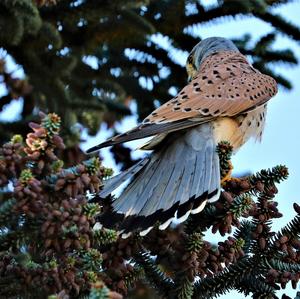 Common Kestrel