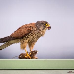 Common Kestrel