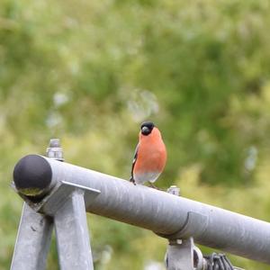 Eurasian Bullfinch