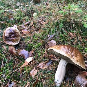 King Bolete