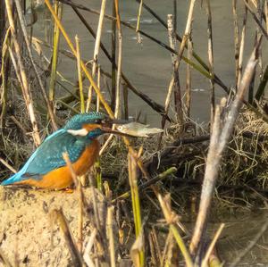 Common Kingfisher