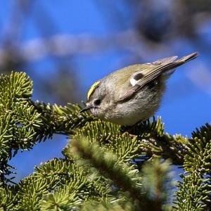 Wintergoldhähnchen