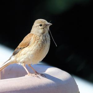 Eurasian Linnet