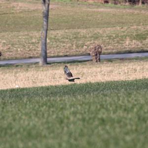 Northern Harrier