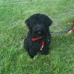 Unknown Breed
