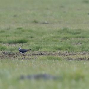 Northern Lapwing