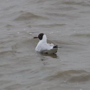 Black-headed Gull