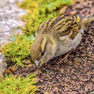 House Sparrow