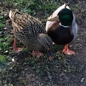 Garganey