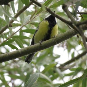 Great Tit