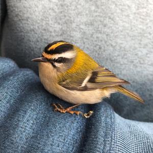 Firecrest