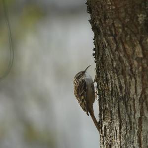 Short-toed Treecreeper