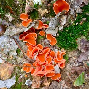 Orange Peel Fungus