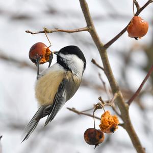 Willow Tit