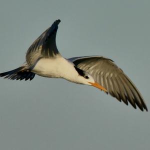 Royal Tern