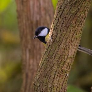 Great Tit