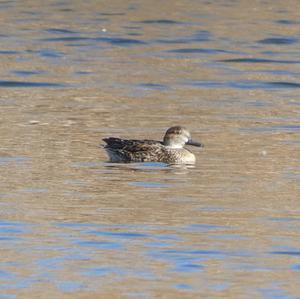 Common Teal