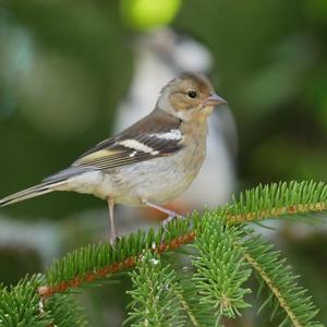 Eurasian Chaffinch