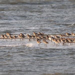 Bar-tailed Godwit