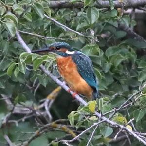 Common Kingfisher