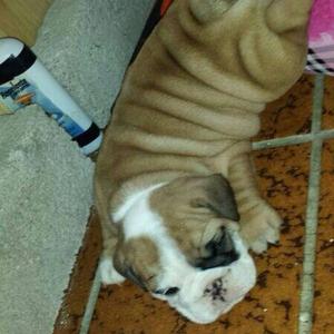 Englische Bulldogge