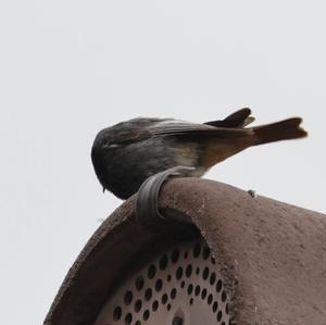 Black Redstart